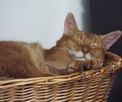 猫写真