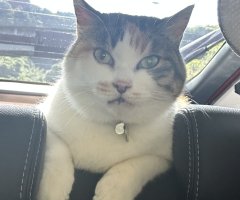 猫写真