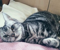 猫写真