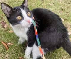 猫写真