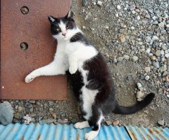 猫写真