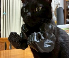 猫写真