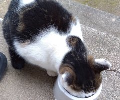 猫写真