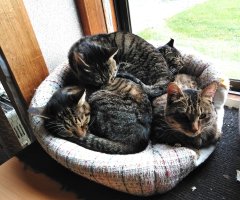 猫写真