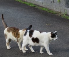 猫写真