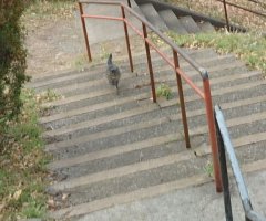 猫写真