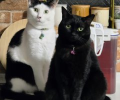 猫写真