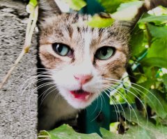 猫写真