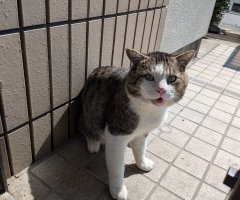 猫写真