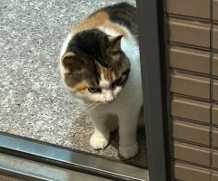 猫写真