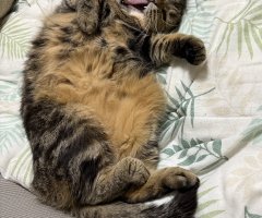 猫写真