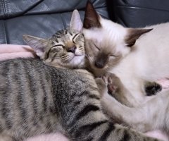 猫写真