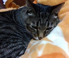 猫写真
