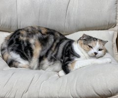 猫写真