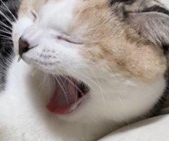 猫写真