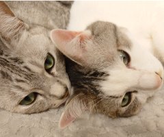 猫写真
