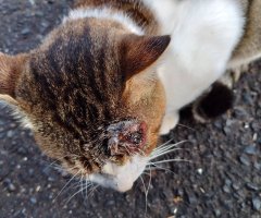猫写真