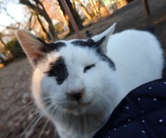 猫写真