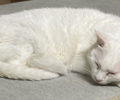 猫写真