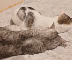 猫写真