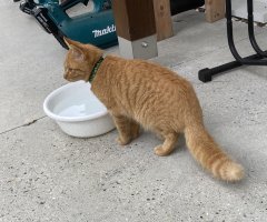 猫写真