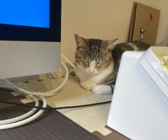 猫写真