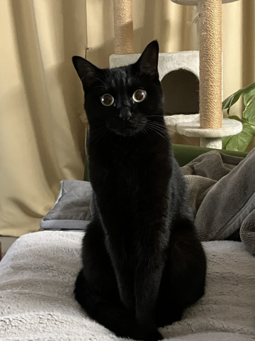 かしこまりました