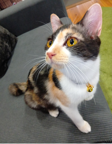 病院から帰宅後⇒ちゅ～る貰ってご機嫌