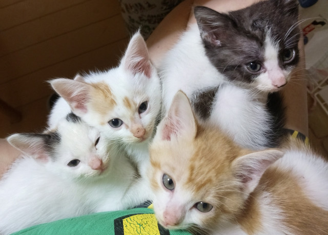 里親様募集です