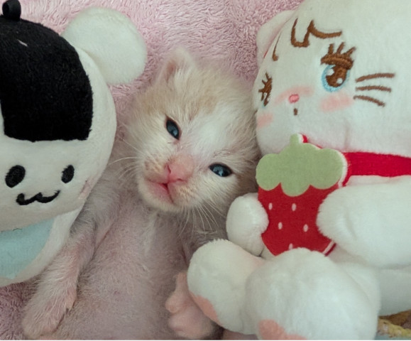 ねむねむにゃん