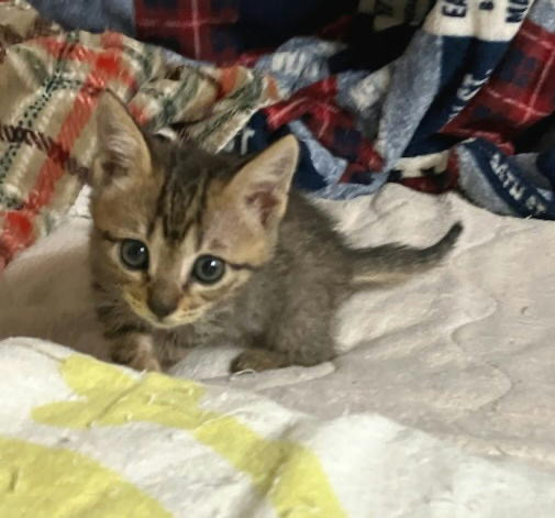 可愛いキジトラ 女の子