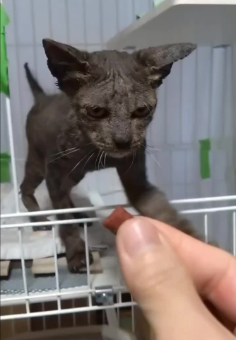 よこしニャさい！