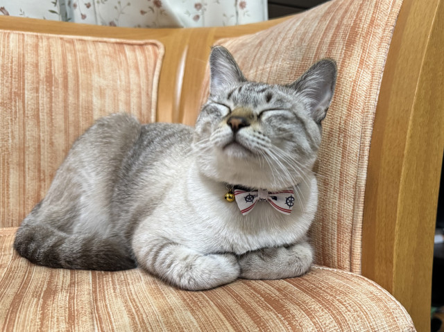 良いでしょ‼️ この首輪♫