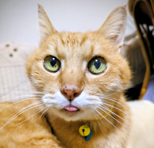 可愛いちょぴぺろ(๑´ڡ`๑)