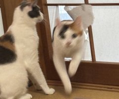 猫写真