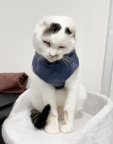 10年ほどお外で頑張ったハチ