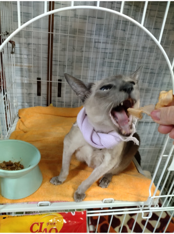 笑顔まつり2025 ポニョ(ルビィ)😻　初投稿なのだ(^^)/