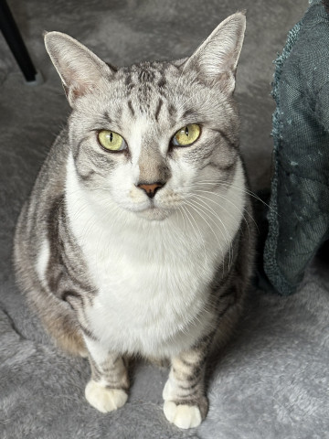 うちの中は俺が守るぜーー💪(コナン)