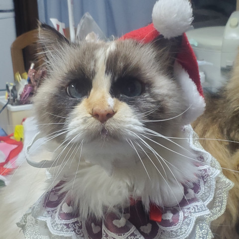 メリークリスマス🎄✨楽しみ二ャンー