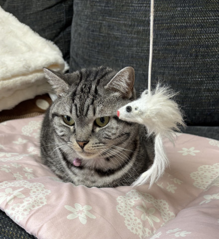 やっぱり興味ナシ