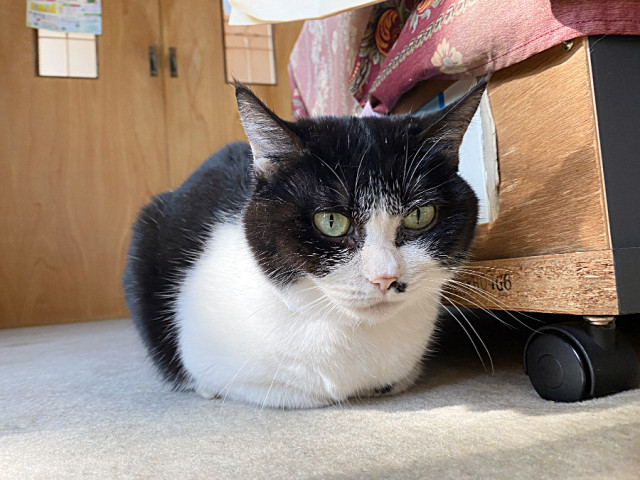 おててないない👐