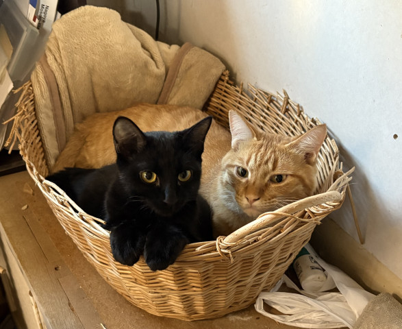 ムギさんお気に入りのバスケットなのに