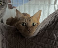 猫写真