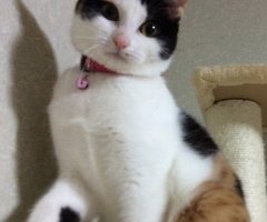 猫写真