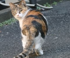 猫写真