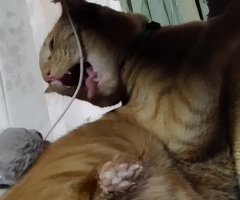 猫写真
