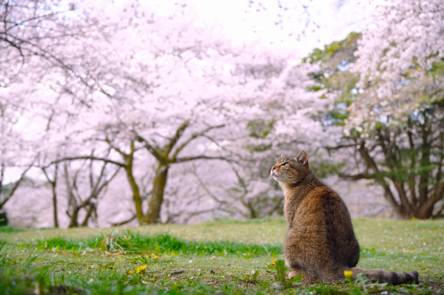 しまちゃんもお花見 - ネコ写