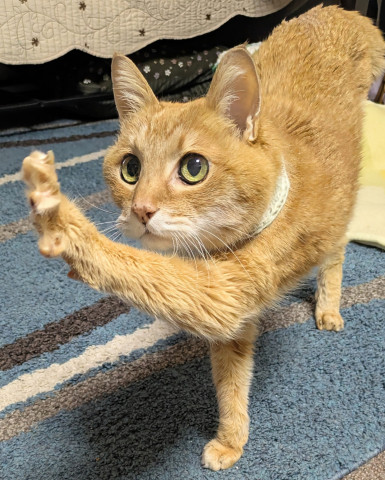 ギターにじゃれるねこちゃんチャーム 黄とら Twitterで大人気！茶トラ