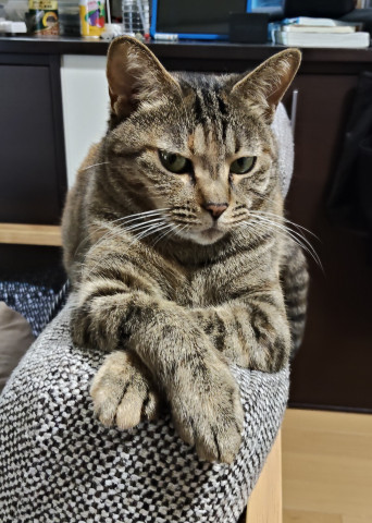 ソファのクッションでうっとり