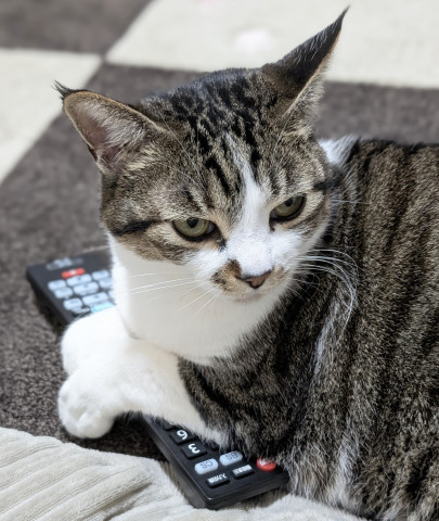 わたさにゃいから